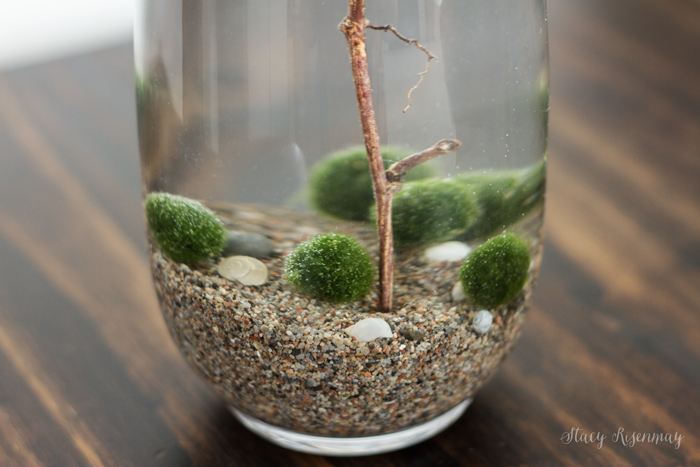 moss-bass-for-terrarium