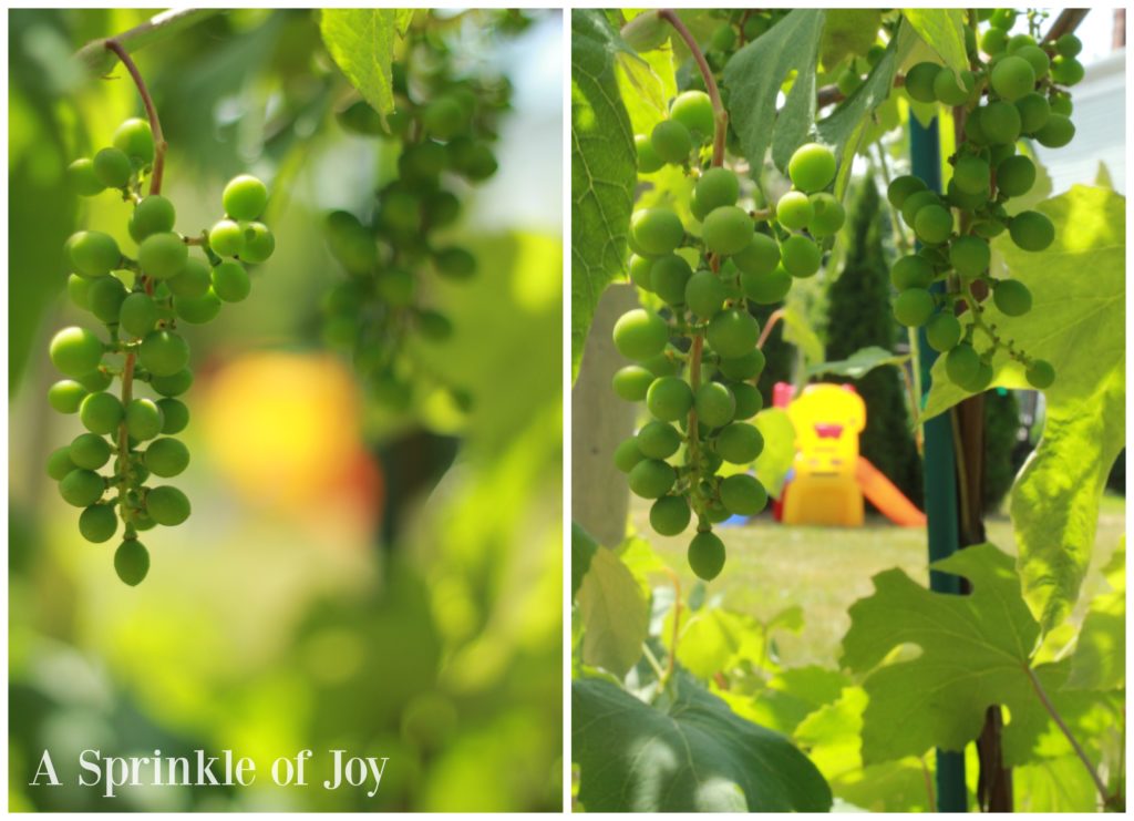 Do you want to improve your photography skills? Does switching to manual make you nervous? Check out the fifth part of this series, which helps show you how aperture and shutter speed work together. You can take amazing pictures in manual! 