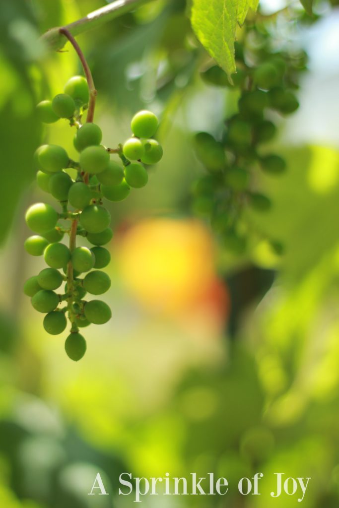 Do you want to improve your photography skills? Does switching to manual make you nervous? Check out the fifth part of this series, which helps show you how aperture and shutter speed work together. You can take amazing pictures in manual! 