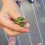 Weekend Update {5.27.20}