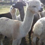 Friday Favorites {11.13.2020}