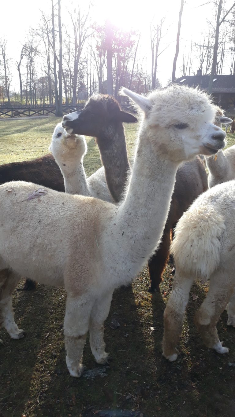 Friday Favorites {11.13.2020}